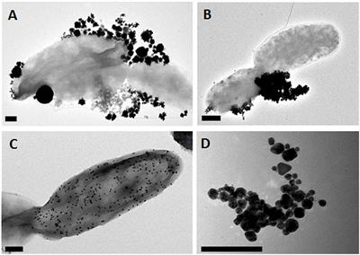 Production of Biogenic Nanoparticles for the Reduction of 4-Nitrophenol and Oxidative Laccase-Like Reactions